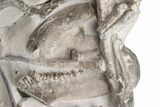 Fossil Oreodont (Merycoidodon) Disarticulated Skeleton #232220-2